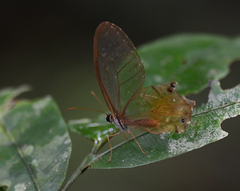 Haetera piera