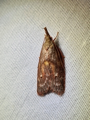 Enchocrates glaucopis