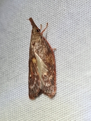 Enchocrates glaucopis