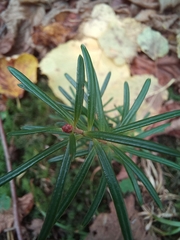 Abies alba