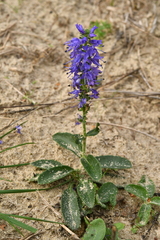 Veronica spicata spicata