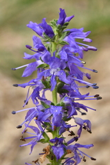 Veronica spicata spicata