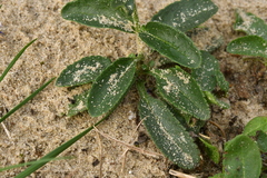 Veronica spicata spicata