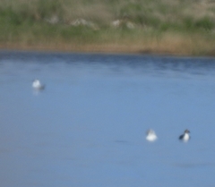 Podiceps occipitalis