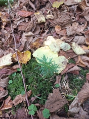 Abies alba