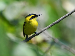 Todirostrum chrysocrotaphum