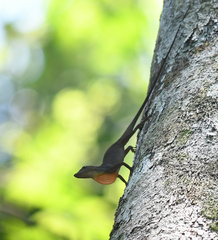 Anolis punctatus