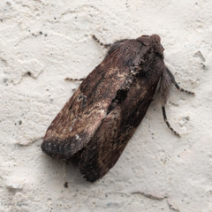 Elusa antennata