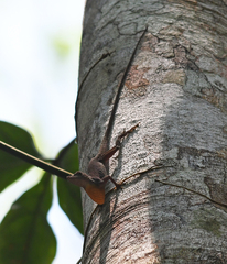 Anolis punctatus
