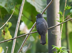 Trogon curucui