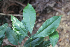 Melicope pteleifolia