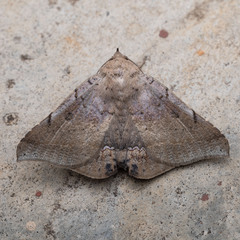 Macaldenia