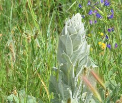 Verbascum pulverulentum