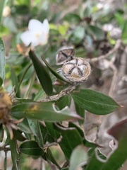 Leptospermum turbinatum