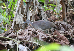 Crypturellus undulatus