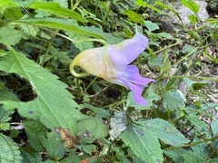 Impatiens uniflora