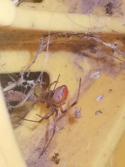 Latrodectus hasselti