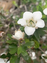 Leptospermum turbinatum