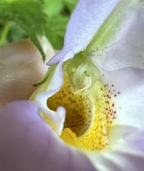 Impatiens uniflora