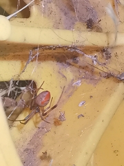 Latrodectus hasselti