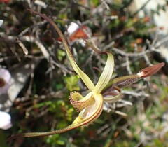 Caladenia dienema