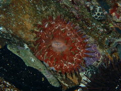 Phlyctenanthus australis