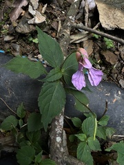 Impatiens uniflora