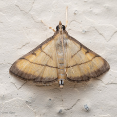 Cnaphalocrocis medinalis