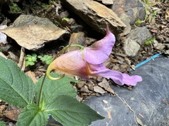 Impatiens uniflora
