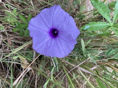 Ipomoea cairica cairica