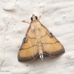 Cnaphalocrocis medinalis