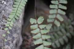 Adiantum malesianum