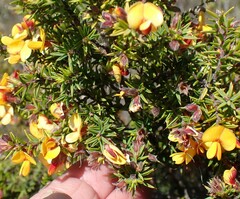Pultenaea juniperina