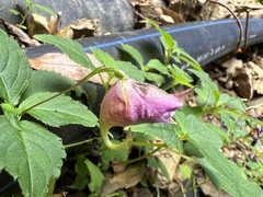 Impatiens uniflora