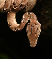 Corallus hortulana