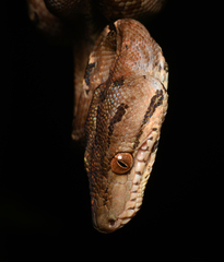 Corallus hortulana