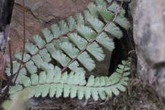 Adiantum malesianum