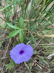 Ipomoea cairica cairica