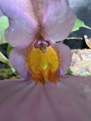 Impatiens uniflora