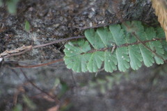 Adiantum malesianum