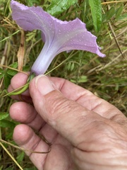 Ipomoea cairica cairica
