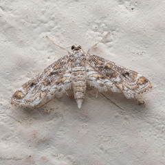 Parapoynx diminutalis