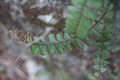 Adiantum malesianum