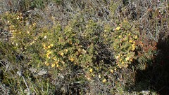 Pultenaea juniperina