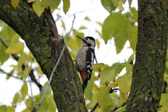 Dendrocopos syriacus