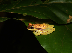 Dendropsophus rhodopeplus