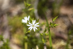 Stellaria pungens