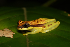 Dendropsophus rhodopeplus