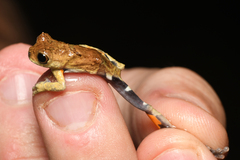 Dendropsophus kamagarini