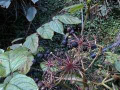Aralia cordata